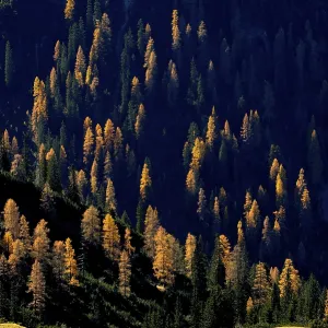 Mountain Forest Print: Autumnal Larches in Tyrol, Austria Mountain Forest Print: Autumnal Larches in Tyrol, Austria