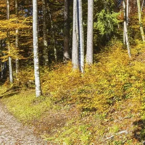 Mountain forest in Trettachtal Mountain forest in Trettachtal