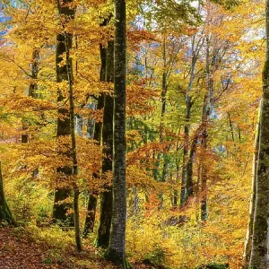 Mountain forest in Trettachtal Mountain forest in Trettachtal