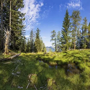 Mountain forest on the way to the Einberg
