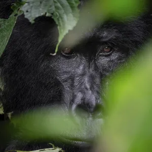 Mountain gorilla (Gorilla berengei berengei) Mountain gorilla (Gorilla berengei berengei)