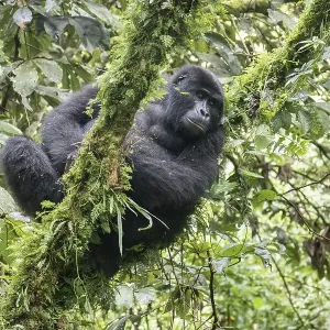 Mountain Gorilla (Gorilla beringei beringei) of the Nkuringo group