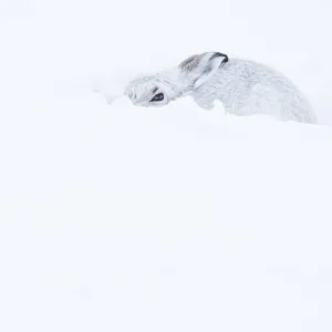 Mountain hare (Lepus timidus) sitting in snow
