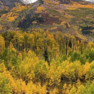 Mountain landscape with autumn forest
