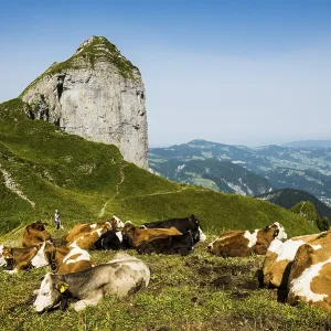 Mountain landscape and cows, Kanisfluh Mountain landscape and cows, Kanisfluh