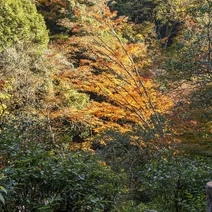 Mountain landscape with trees in orange autumn scenery Mountain landscape with trees in orange autumn scenery
