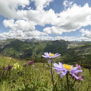 Mountain panorama with blooming alpine aster (Aster alpinus) Mountain panorama with blooming alpine aster (Aster alpinus)