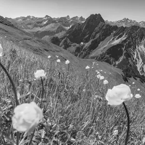 Mountain panorama with troll flowers (Trollius europaeus) from Laufbacher-Eckweg to Hofats 2259m
