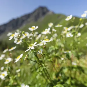 Mountain panorama with white alpine anemones (Pulsatilla alpina ssp) Mountain panorama with white alpine anemones (Pulsatilla alpina ssp)