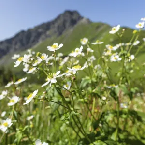 Mountain panorama with white alpine anemones (Pulsatilla alpina ssp) Mountain panorama with white alpine anemones (Pulsatilla alpina ssp)