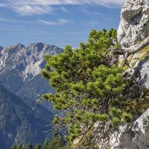 Mountain pine (Pinus mugo), mountain pine