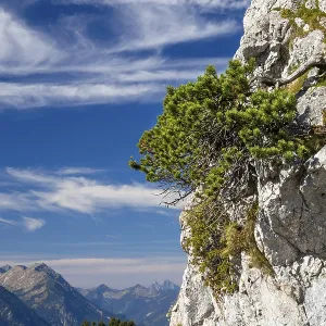 Mountain pine (Pinus mugo), mountain pine in rocky region