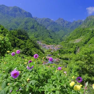 Mountain range, Urzal village, Dahlias Mountain range, Urzal village, Dahlias