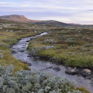 Mountain stream in the fjell landscape in autumn Mountain stream in the fjell landscape in autumn