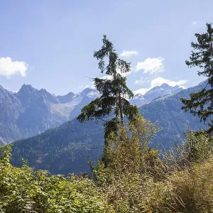 Mountains with forest and trees in autumn