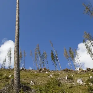 Mountainside with tree stumps after storm Mountainside with tree stumps after storm