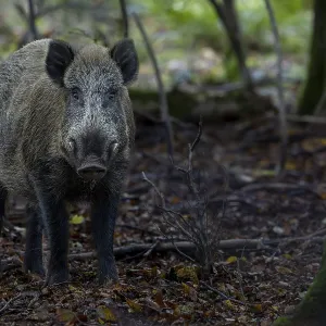 A movement causes the wild boar (Sus scrofa) to pause A movement causes the wild boar (Sus scrofa) to pause