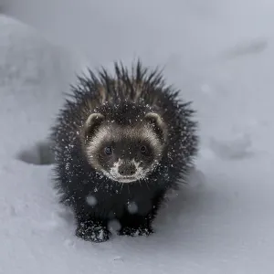 Moving around in closed snow cover is difficult for the European polecat (Mustela putorius)