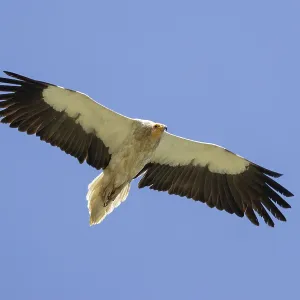 Mud vulture, Neophron percnopterus, Uzbekistan