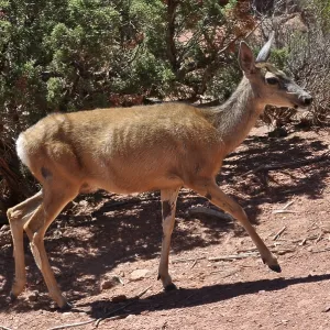 Mule Deer in Arches National Park Print Mule Deer in Arches National Park Print
