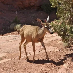 Mule Deer Print, Arches National Park, Utah Mule Deer Print, Arches National Park, Utah