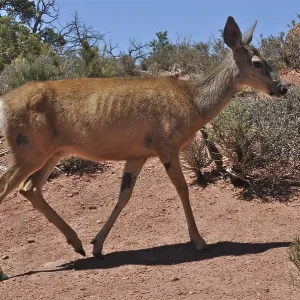 A mule deer in Arches National Park Print A mule deer in Arches National Park Print