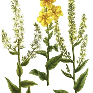 Mullein Print, 19th Century Illustration Mullein Print, 19th Century Illustration