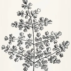Multi-pinnate leaf of Thalictrum minus