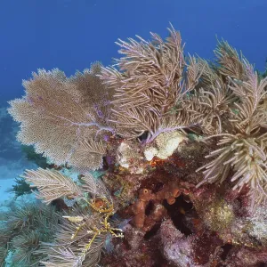 Multicoloured corals