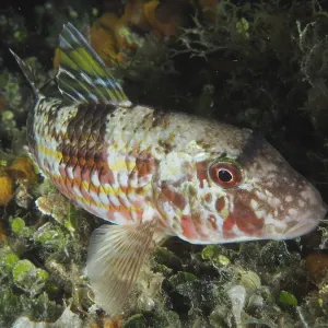 Striped Barb Resting on Seabed Print