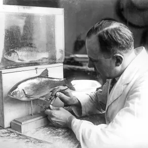 Museum, natural history museum