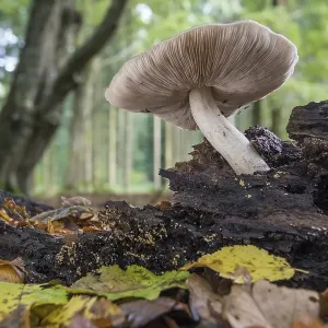 Mushroom in the autumnal primeval forest Baumweg