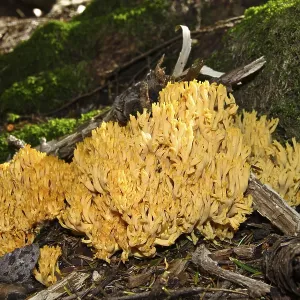 Mushroom, coral (Ramaria spec.) Mushroom, coral (Ramaria spec.)