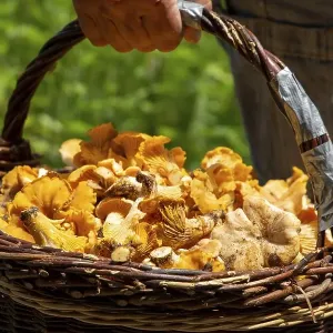 Mushroom picker with a basket full of chanterelles Mushroom picker with a basket full of chanterelles