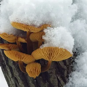 Mushroom, Snow, Winter, Mushroom group Mushroom, Snow, Winter, Mushroom group