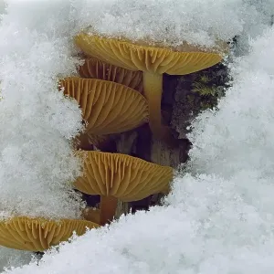 Mushroom, Snow, Winter, Mushroom group Mushroom, Snow, Winter, Mushroom group