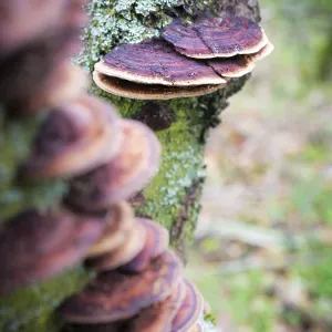 Mushroom on a tree trunk in te forest Mushroom on a tree trunk in te forest
