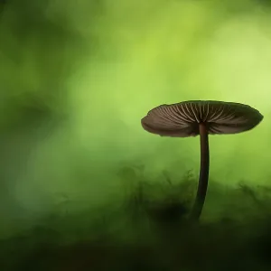 Mushroom in Urwald Baumweg, Ahlhorn Mushroom in Urwald Baumweg, Ahlhorn