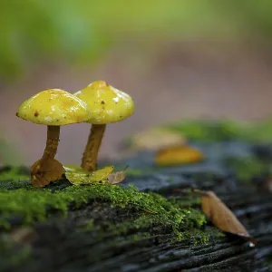 Mushrooms in autumn Mushrooms in autumn