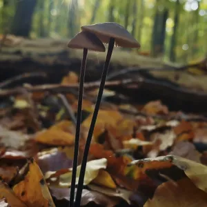 Two mushrooms grow romantically in the autumnal forest