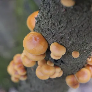 Autumn Forest Mushrooms Print (Flammulina velutipes)