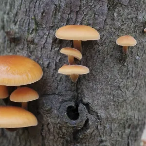 Les champignons, poussant sur un tronc d'arbre dans la forêt d'automne.