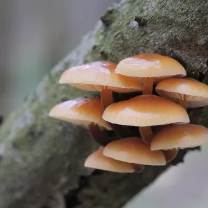 Les champignons, poussant sur le tronc d'un arbre dans la forêt d'automne.