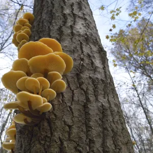 Les champignons, poussant sur le tronc d'un arbre dans la forêt d'automne.