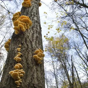 Les champignons, poussant sur le tronc d'un arbre dans la forêt d'automne.