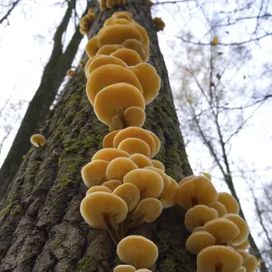 Les champignons, poussant sur le tronc d'un arbre dans la forêt automnale.