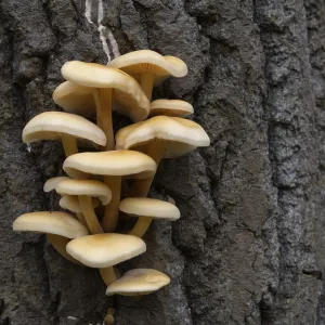 Les champignons, poussant sur le tronc d'un arbre dans la forêt d'automne.