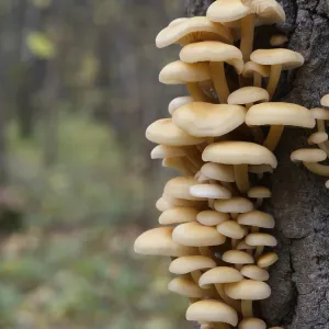 Les champignons, poussant sur un tronc d'arbre dans la forêt d'automne.