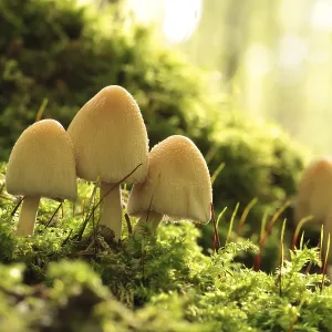 Mushrooms growing on a tree trunk in the forest Mushrooms growing on a tree trunk in the forest