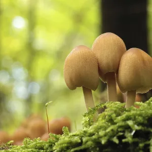 Mushrooms growing on a tree trunk in the forest Mushrooms growing on a tree trunk in the forest